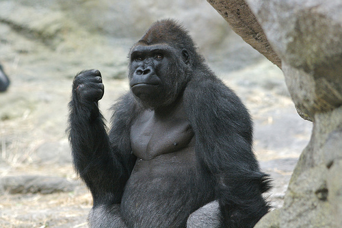 another-gorilla-knockout1 another-gorilla-knockout1